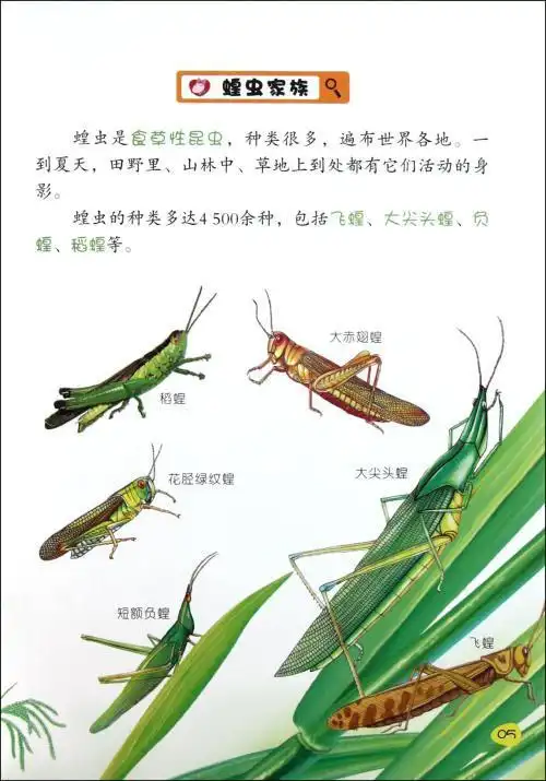 生命的尽头 漫谈蝗虫 常见的昆虫记绿蚱蜢手抄报防蝗虫手抄报蝗虫灾害