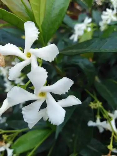 夜来香! 清雅高淡醉梦乡!