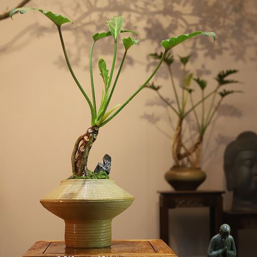 梵木社 龙鳞小天使盆景绿植摆件禅意客厅装饰品玄关柜办公室景观酒店