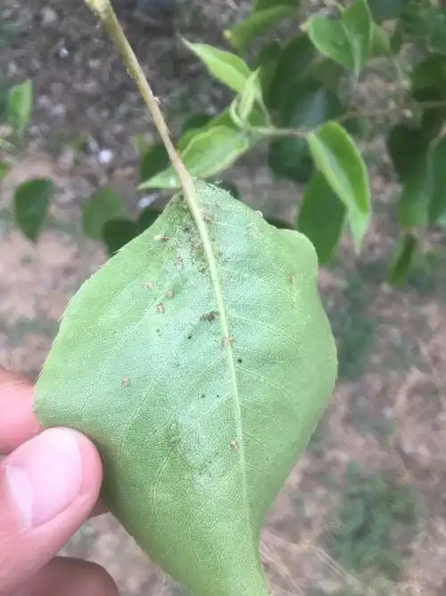 梨木虱成虫若虫就用辛网淌71!