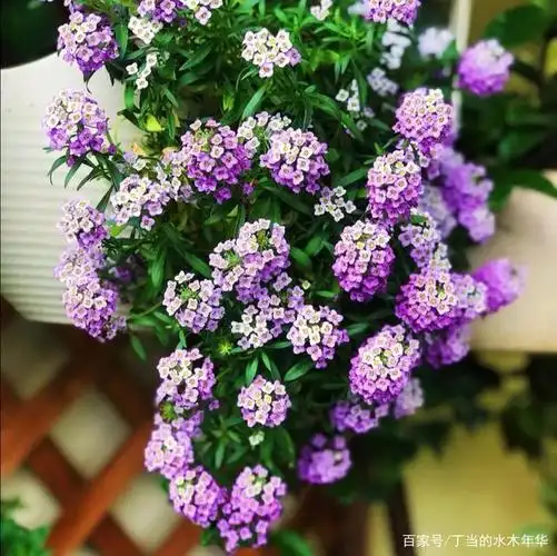 此花太能开,香雪球四季开花,一不小心养成一面花墙