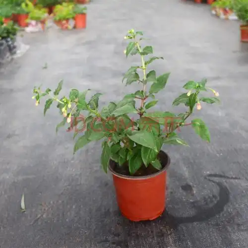 春沭 倒挂金钟盆栽 灯笼花苗 灯笼花盆栽倒挂金钟苗 室内绿植 四季