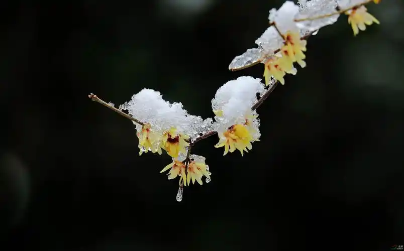 冰雪腊梅