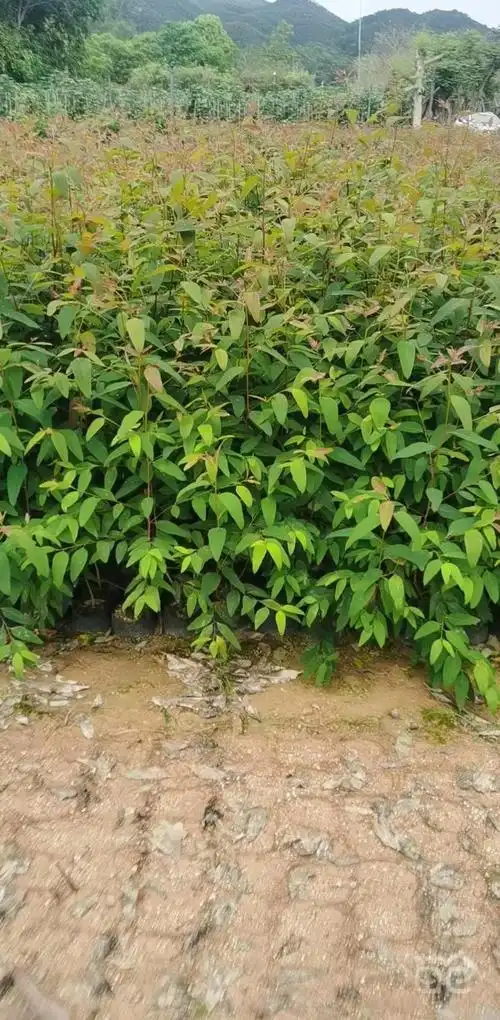 苗圃直供桉树袋苗造林绿化桉树苗福建速生绿化苗木量大价优