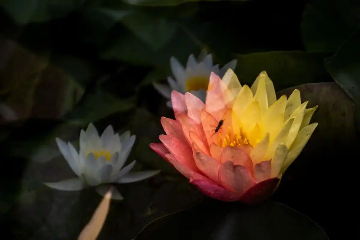 多重曝光拍荷花