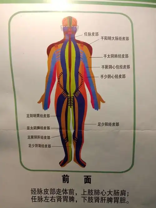 全息穴区示意图