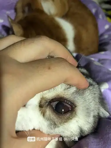 折耳右眼眼睑内翻,导致眼睛发炎,请问有靠谱医生.