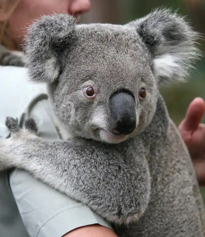 澳大利亚的考拉并非熊科动物,它们属于有袋类动物中的叫鼠目.