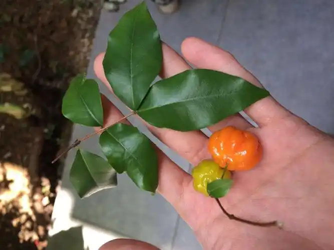 请教这种是什么树