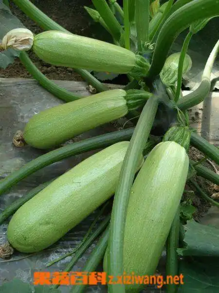 请问这是什么菜?