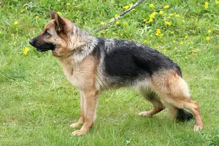 德国牧羊犬的短毛在花园里照片