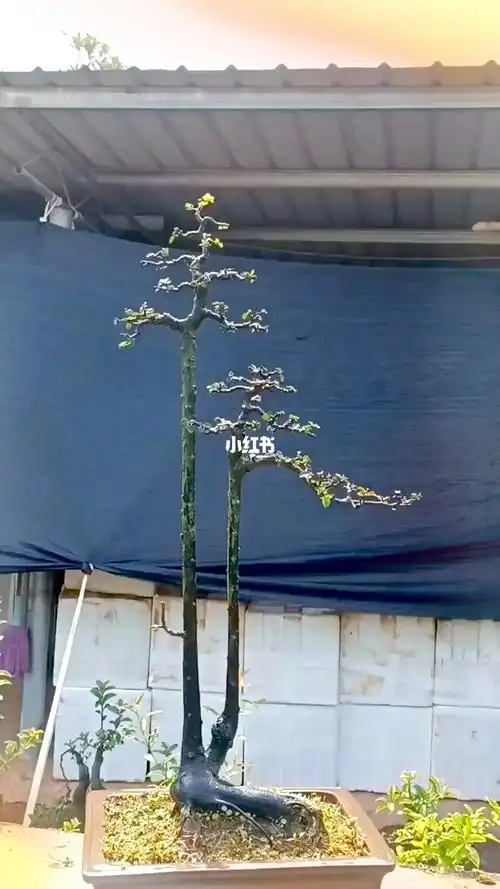 金弹子精品双杆文人