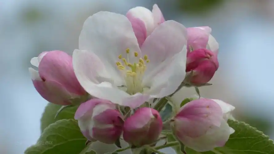 苹果花图片
