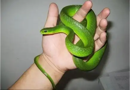 这种蛇全身翠绿色,卖蛇的人叫它青兽,它的学名叫什么?