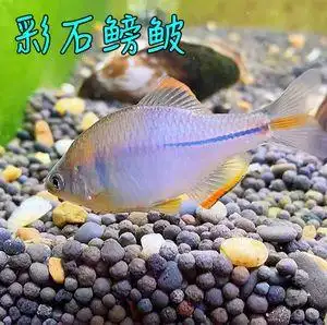 中华彩石鳑鲏淡水好养易活观赏鱼除藻冷水鱼活体小型热带原生群游