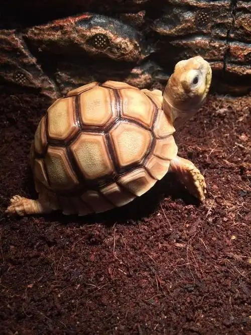 苏卡达龟,可爱的苏卡达刚出生时样子萌萌的,却是世界上第三大陆龟品种