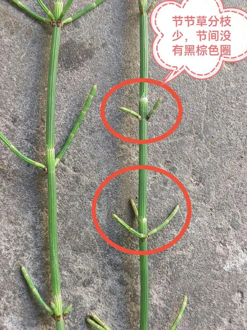 和大家一起学习认识节节草(笔管草),木贼,问荆!在田间地头很 - 抖音