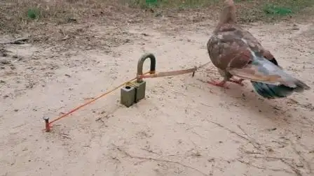 用铁锁制作的陷阱,鸽子就这样被套住了!