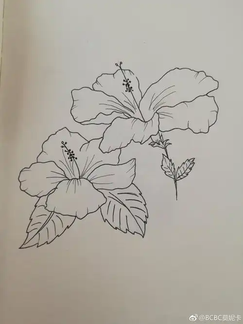 黑白花卉线稿 | cr.@bcbc莫妮卡