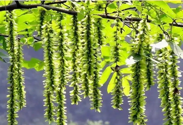 最美的季节《又见榆钱树》作者:漫舞飞扬 诵读:读诗怡人