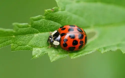 益虫七星瓢虫图片-动物壁纸-高清动物图片-第8图-娟娟壁纸