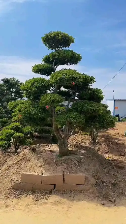 瓜子黄杨造型树家有黄杨世代栋梁四季常青不落叶耐寒耐旱南北方都可以