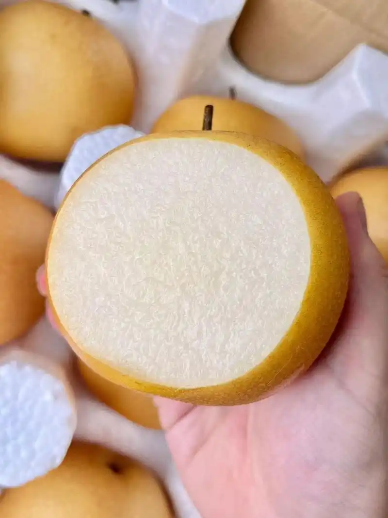 削皮吃口感最好! 味道超甜 口感酥脆!汁水超多!