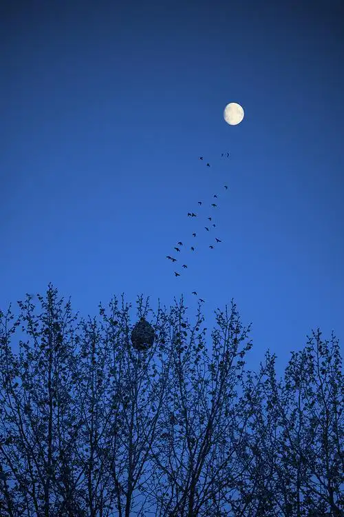 中秋摄影小赛收集全世界的月亮评选结果公布