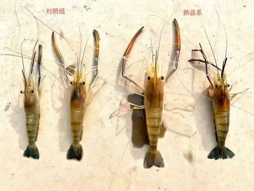 这种淡水虾,成活率达80%左右,生长快20%以上,亩产提高100公斤以上!