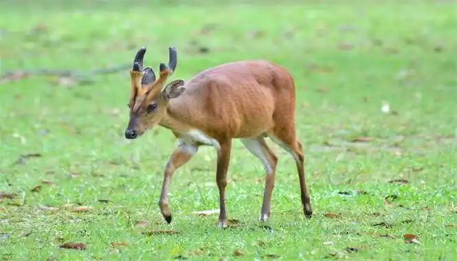 麂子是几级保护动物