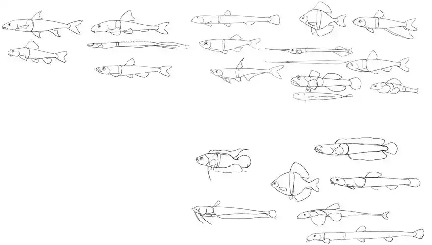 第三章 鱼的外形