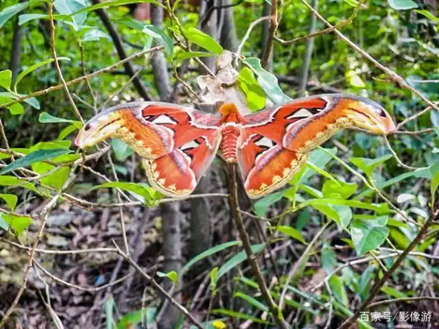 深圳驴友户外徒步时发现国家保护动物:蛇头蛾