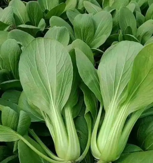 北方小油菜 产地代办,全国发货