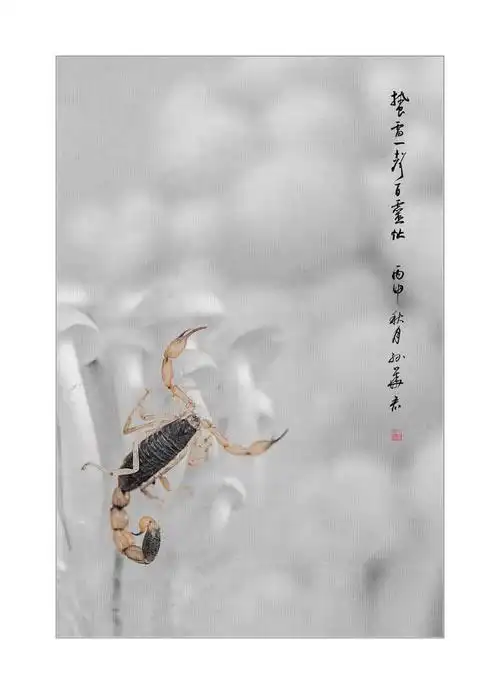 儿时玩伴又重逢之蝎子(生活)