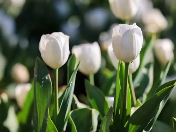 昆明翠湖公园郁金香之旅:建议上午或傍晚前往,避开人流高峰.