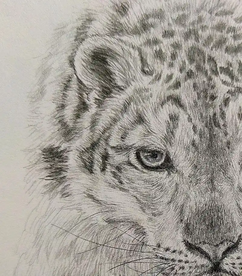 雪豹速写.画画里,画动物其实是最简单的.  原理:只要顺着身 - 抖音