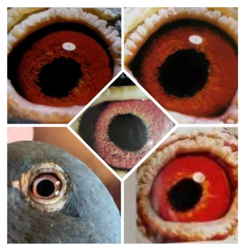 山风飘:看鸽眼识冠军 远程鸽眼有这些特点-中信网信鸽园地