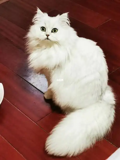 十个月的银渐层长毛妹妹配种