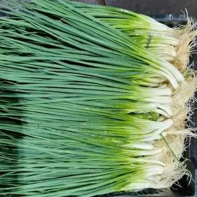 云南四季小葱产地行情