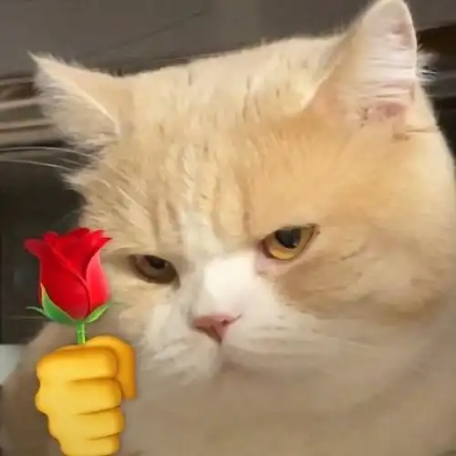 80张无水印有趣可爱的表情包 - 知乎