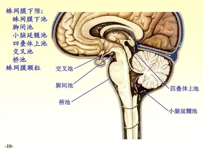 chapter20脑和脊髓的被膜,血管及脑脊液循环ppt