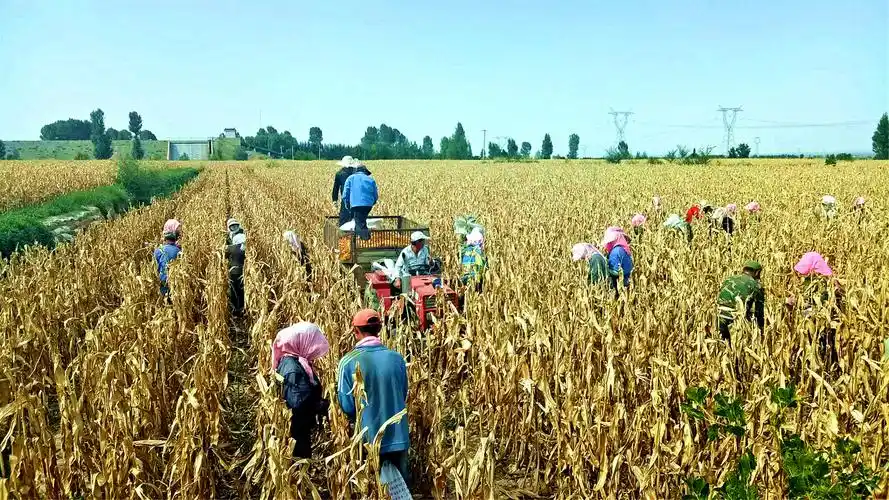 临泽县庆祝农民丰收节 "赏多彩乡村·享丰收喜悦"主题摄影展(一)