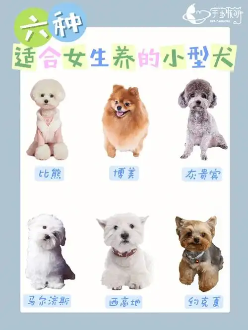 3.公爵:适合体型较大,有点威严的犬种.2.