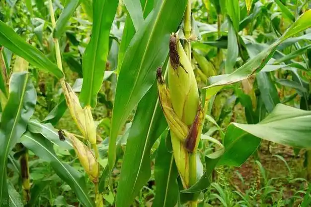 青储玉米开始收割了今年多钱一吨每亩能卖多钱种青储划算吗