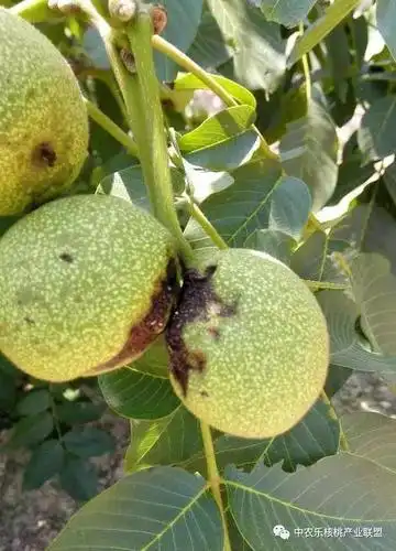 七月务必警惕核桃炭疽病