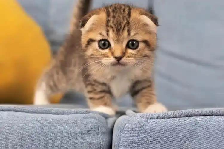 折耳金虎斑弟弟找领养啦