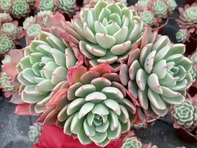 这7种多肉夏季进入快速生长期,抓紧时间长大个,静等秋天出状态