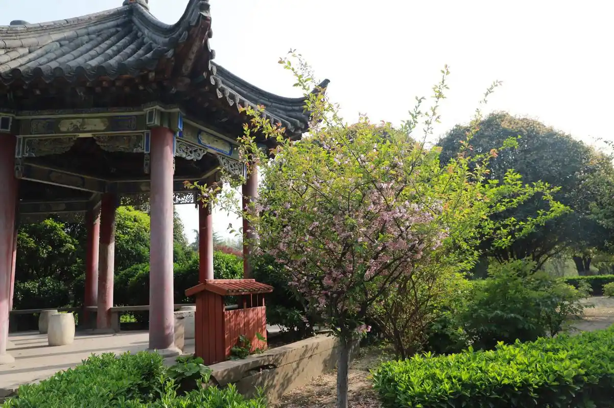 大美开封|樱花盛开禹王台