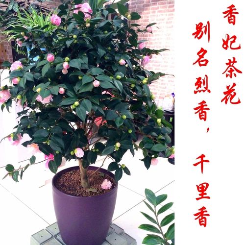 茶花树苗10年大苗香妃烈香茶花盆栽四季茶花苗带花苞五色赤丹名贵