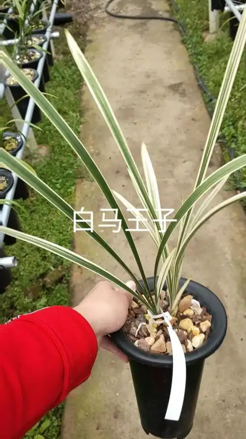 白马王子建兰瓷白艺有喜欢的关注我